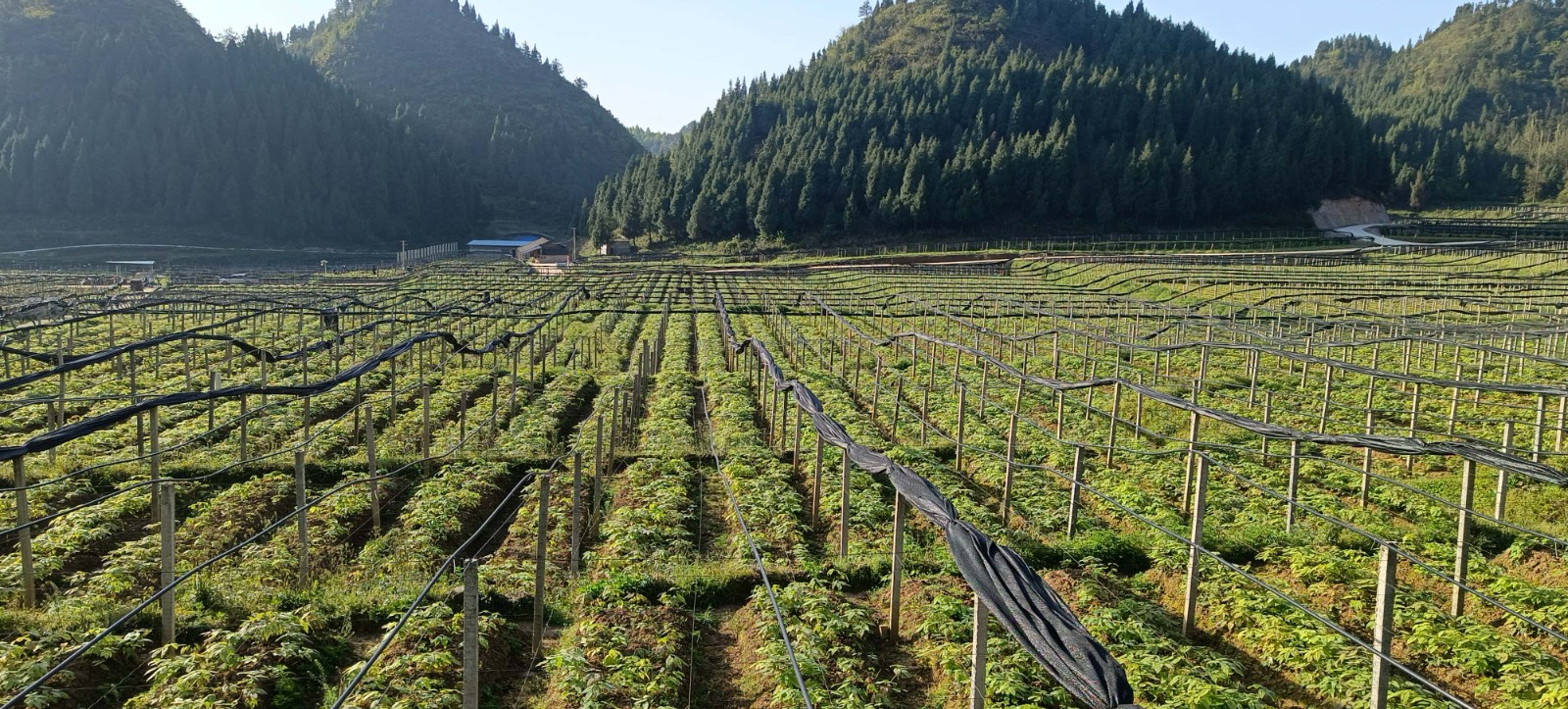 贵州铜仁淫羊藿基地