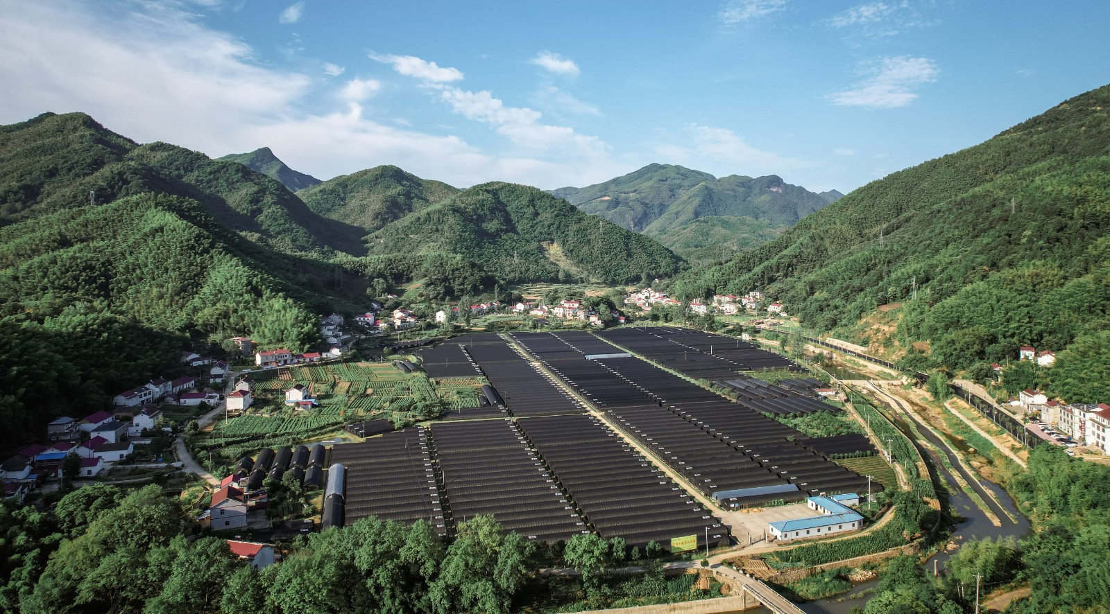 安徽霍山霍山石斛基地